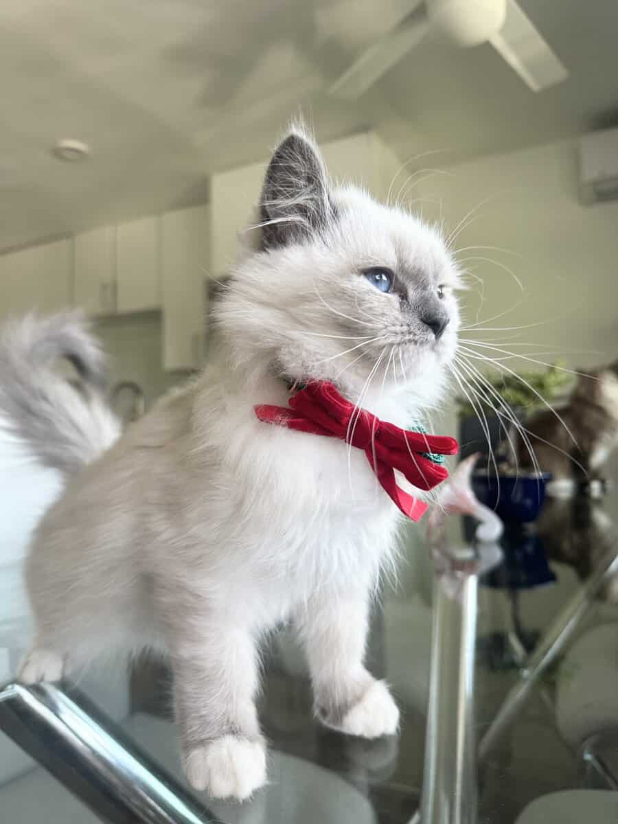 Blue eyed kitten! image 2
