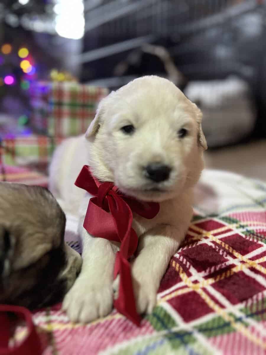 5 Farm Pups image 4
