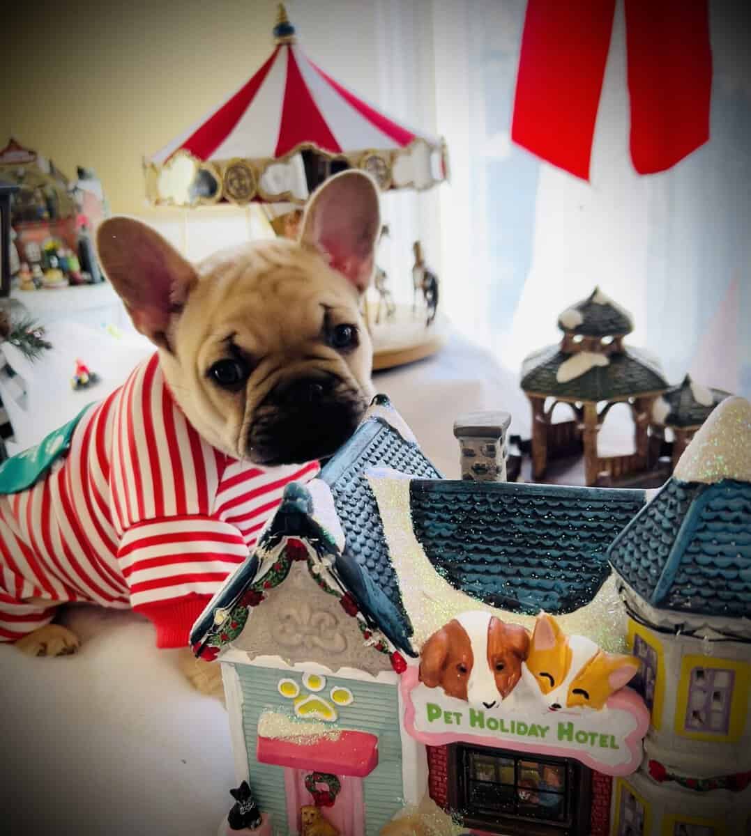 French bull dog image 1