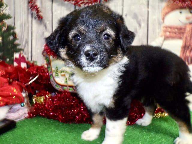 Chicago Farm Collie Babies. Great with KIDS. image 1