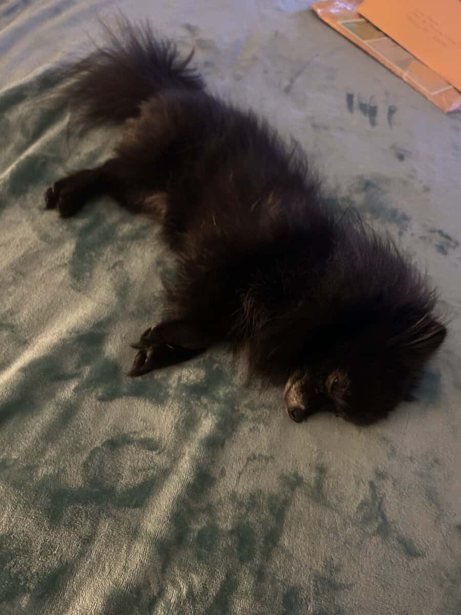 Pomeranian image 2