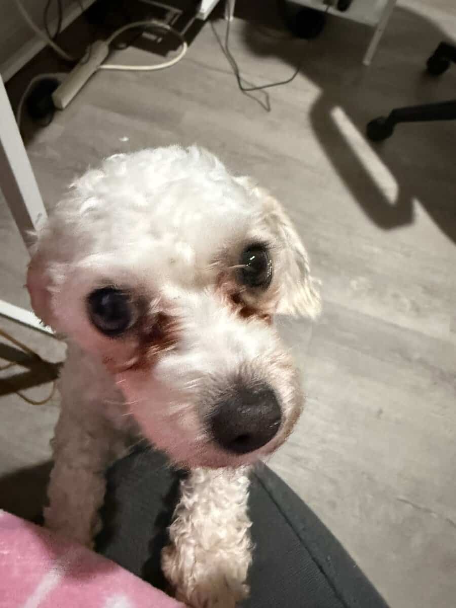 free dog, found and allergic to dog image 1