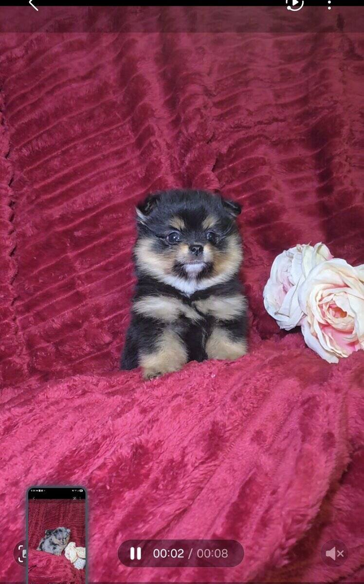 Pomeranians available image 5