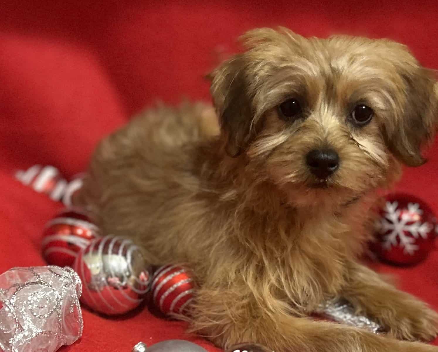 YORKIEPOO PUPPIES image 1