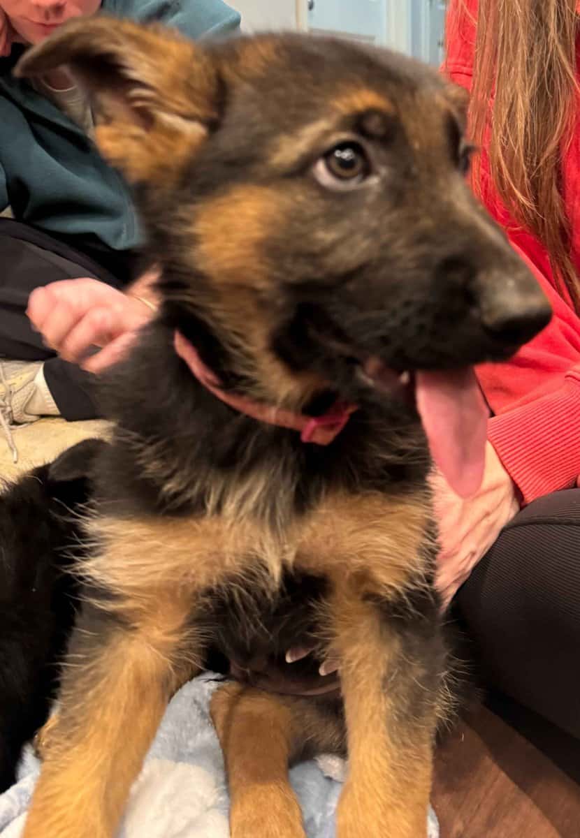 AKC German Shepherd Puppies image 7