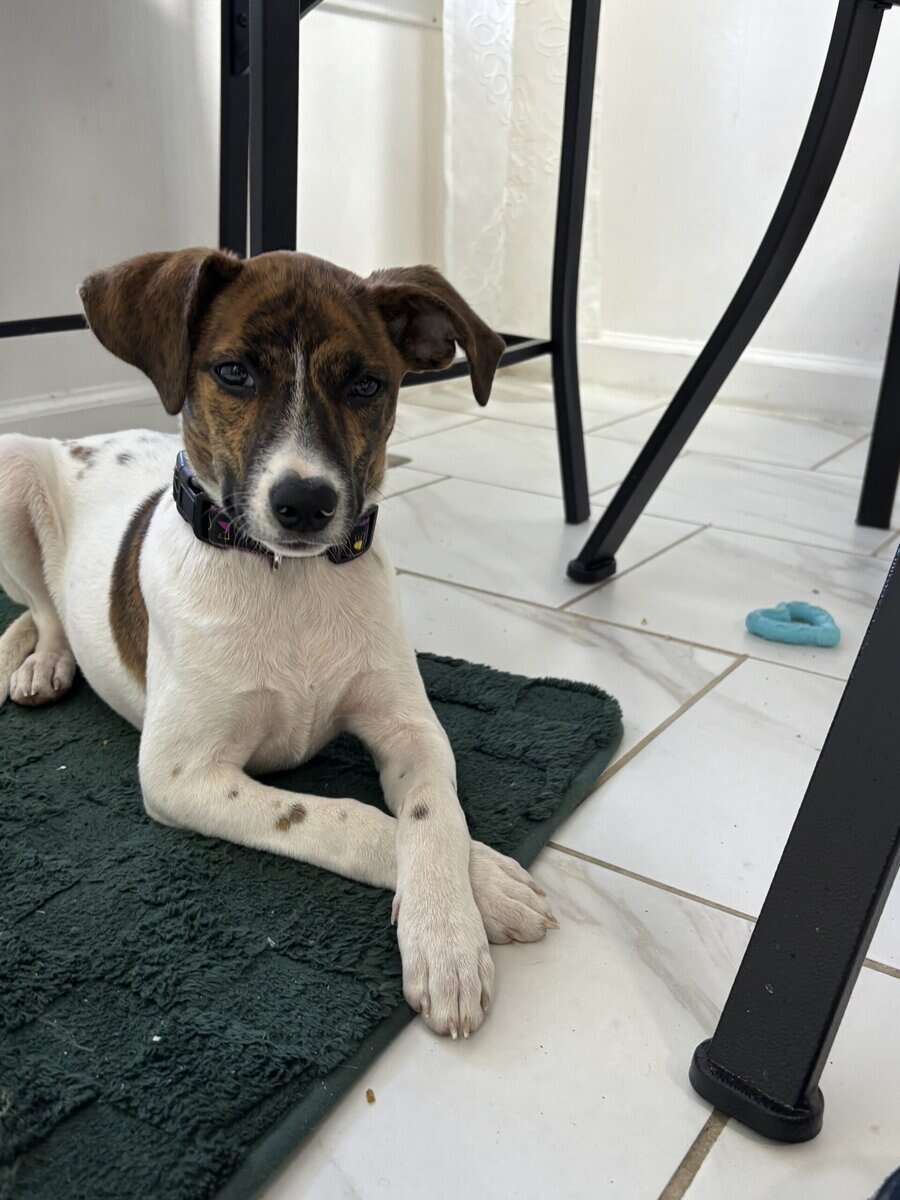 Blue (hound) image 2