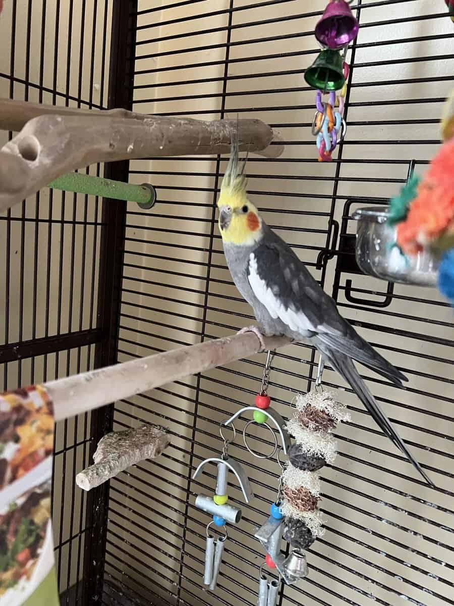 Cockatiels -1 breeding pair and a female with cage image 1