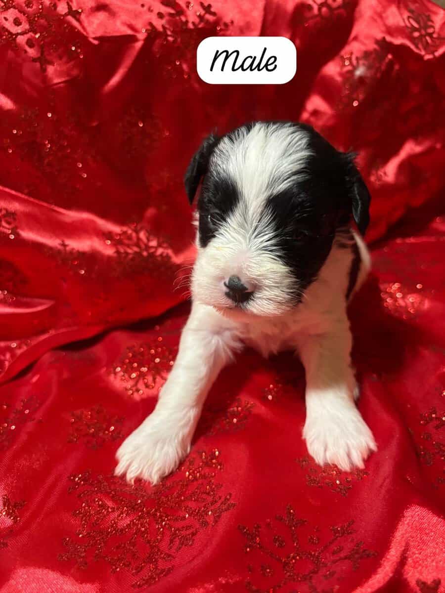 SCHNAUZER & SHIH TZU FUR BABIES R’ US image 2