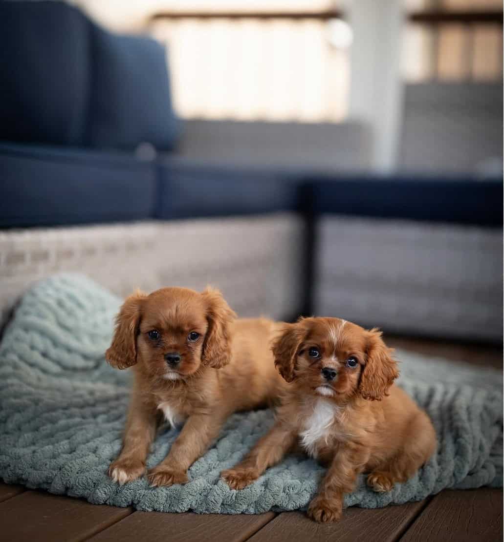 AKC Cavalier King Charles Spaniel Puppies Availabl image 8