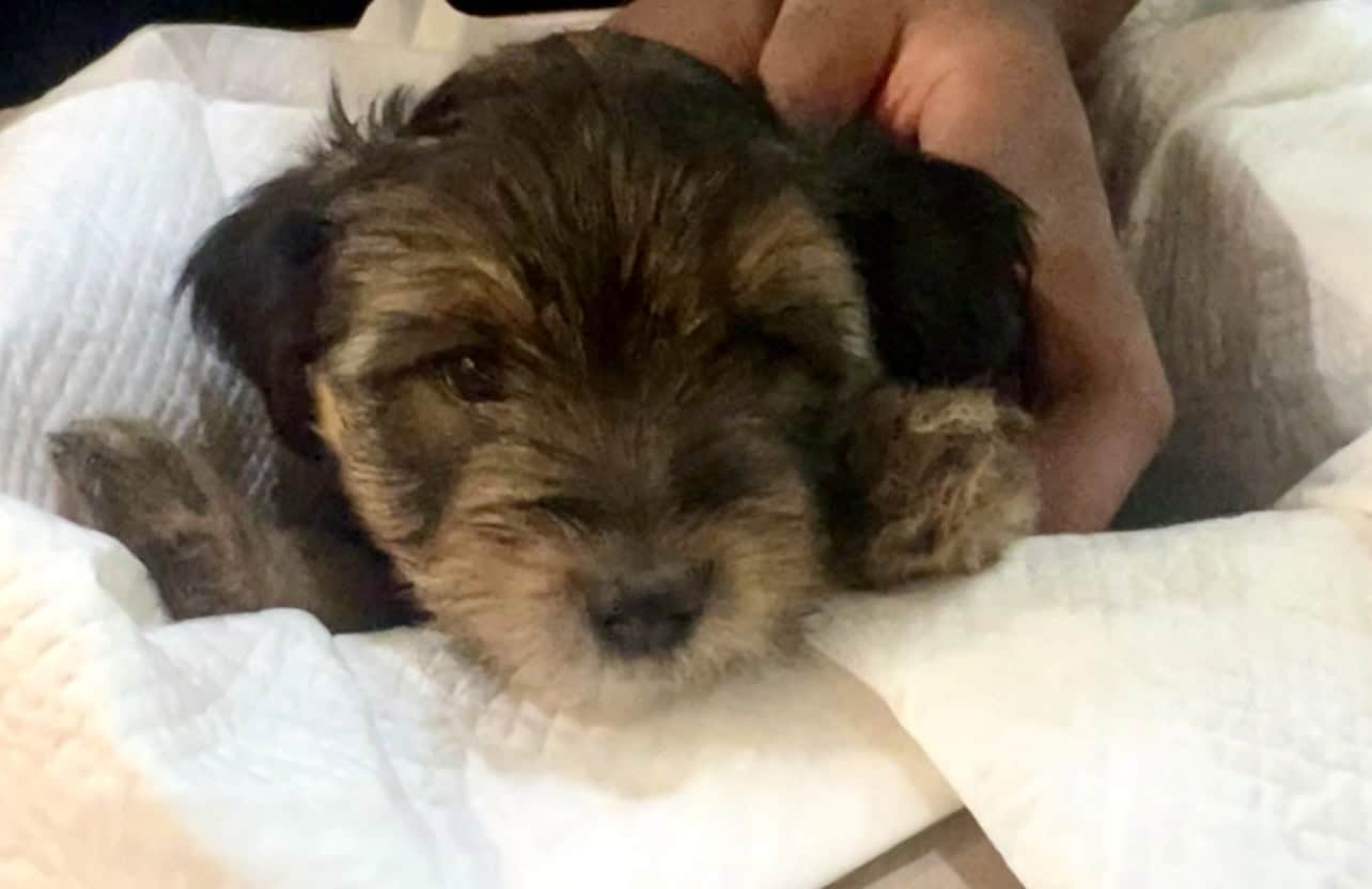 Holiday- Yorkshire Terrier Puppies Available image 1