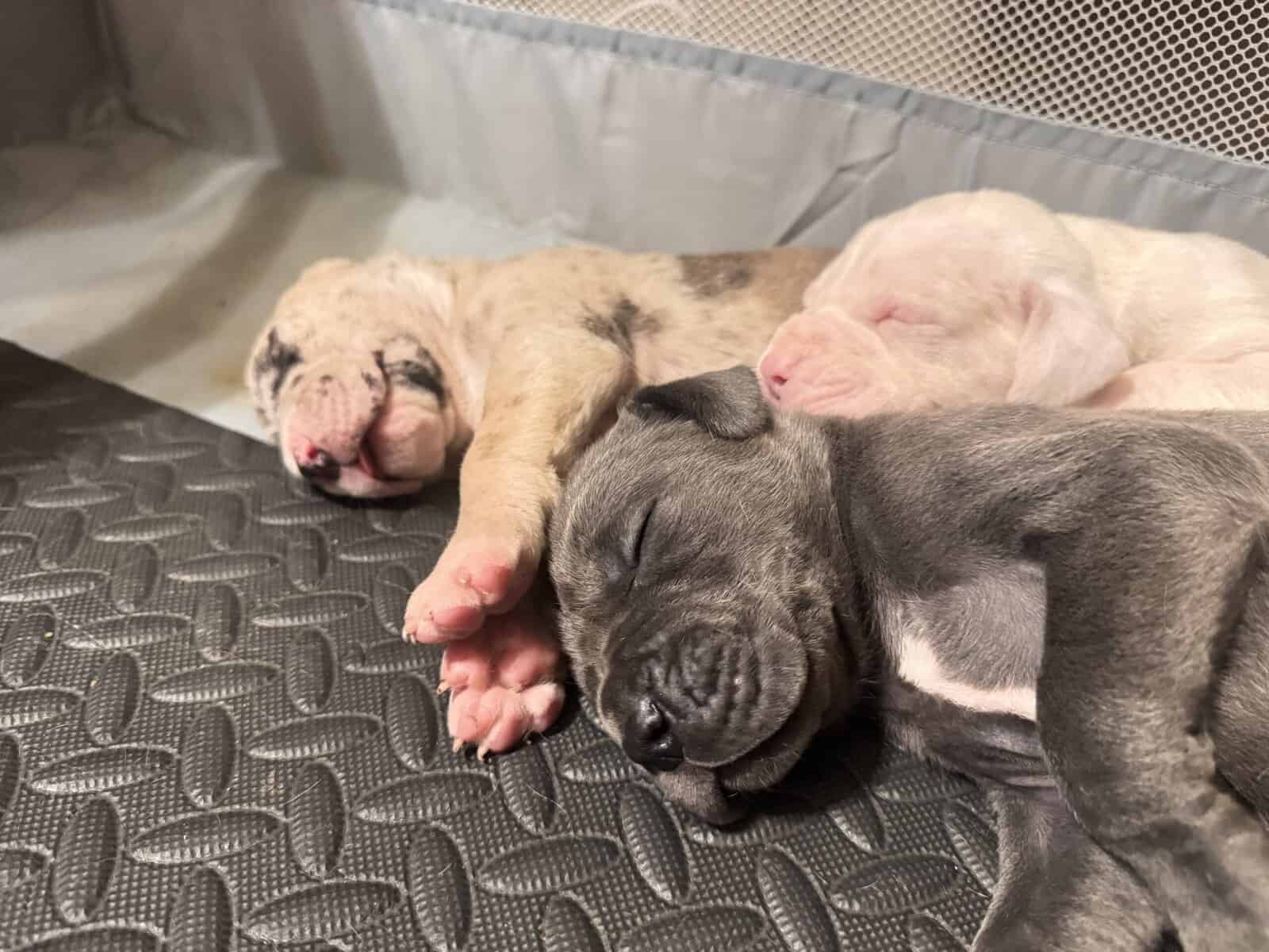 Great Dane Puppies | Gentle Giants in image 5