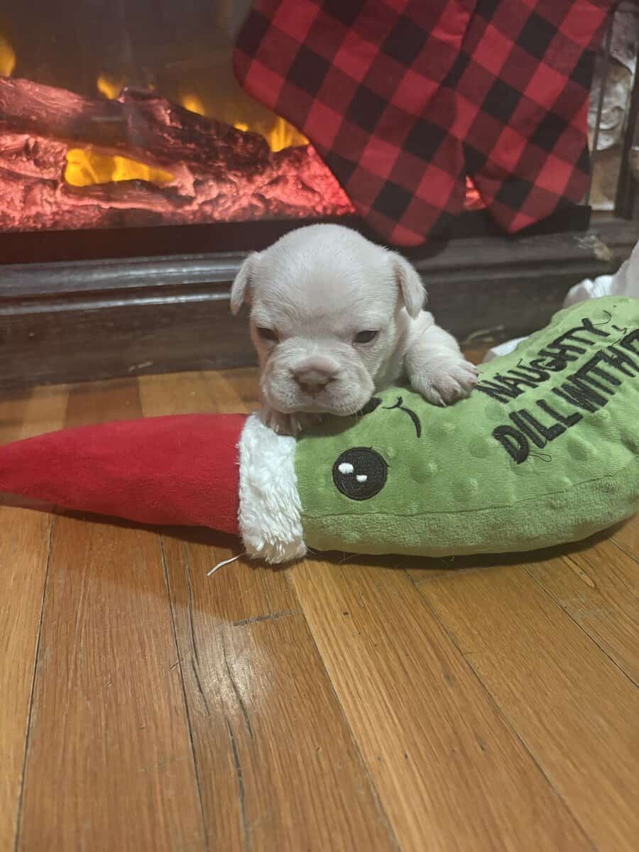 FRENCH BULLDOG PUPs image 4