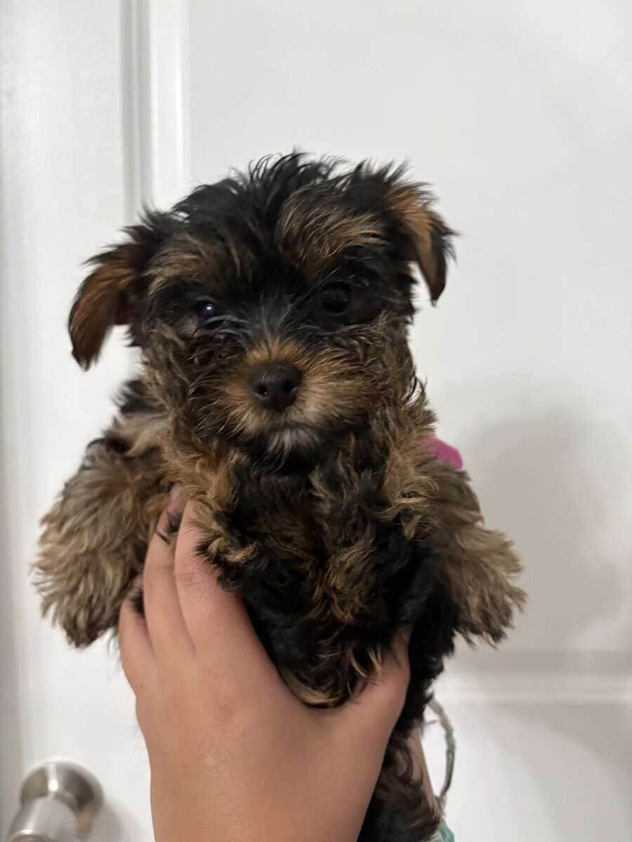Yorkies image 5