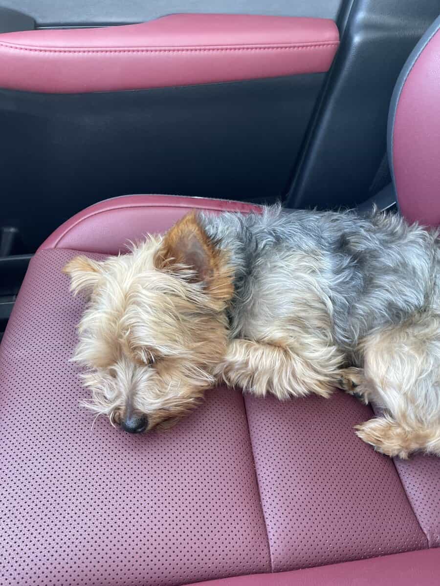 Rehome Yorkie Dog image 2