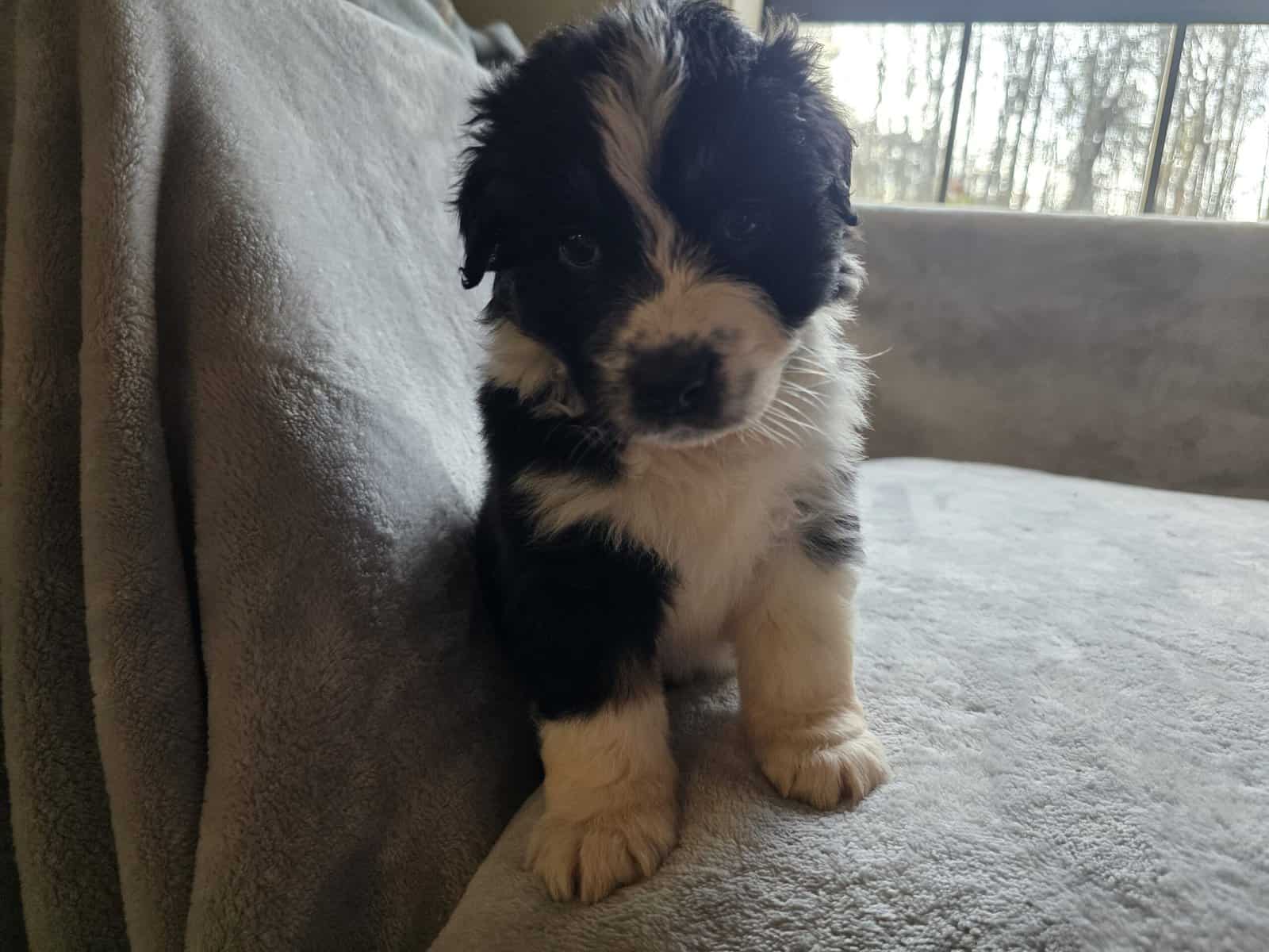 Australian shepherd puppies image 11