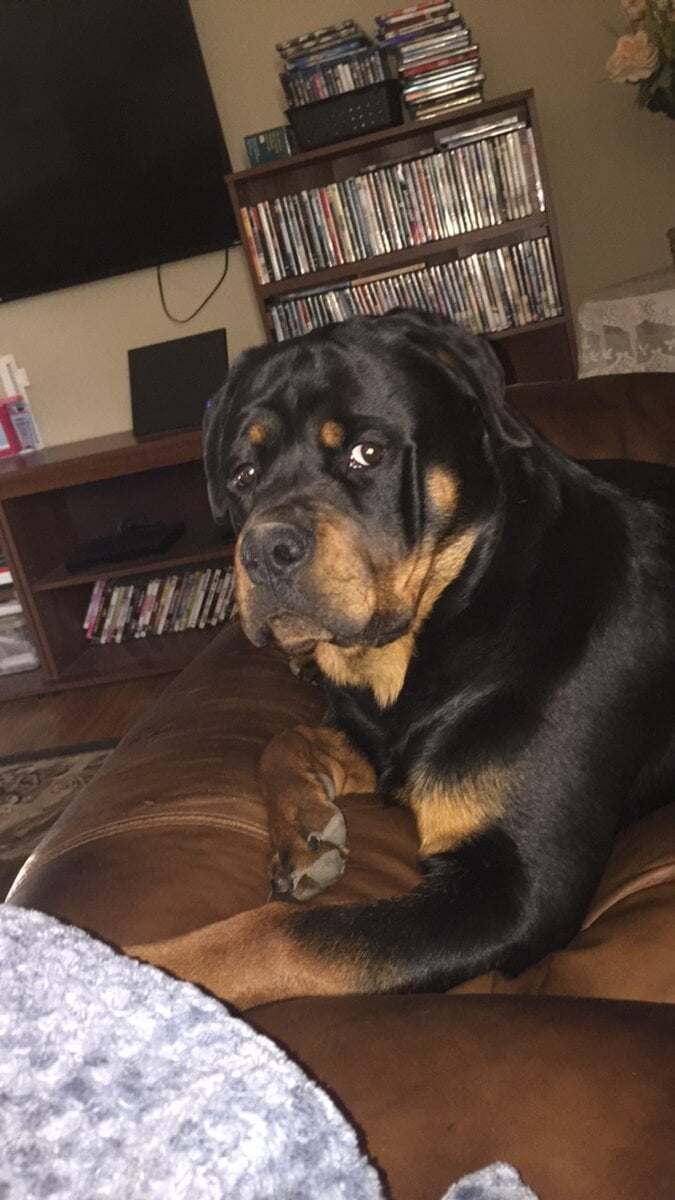 Rottweiler image 1