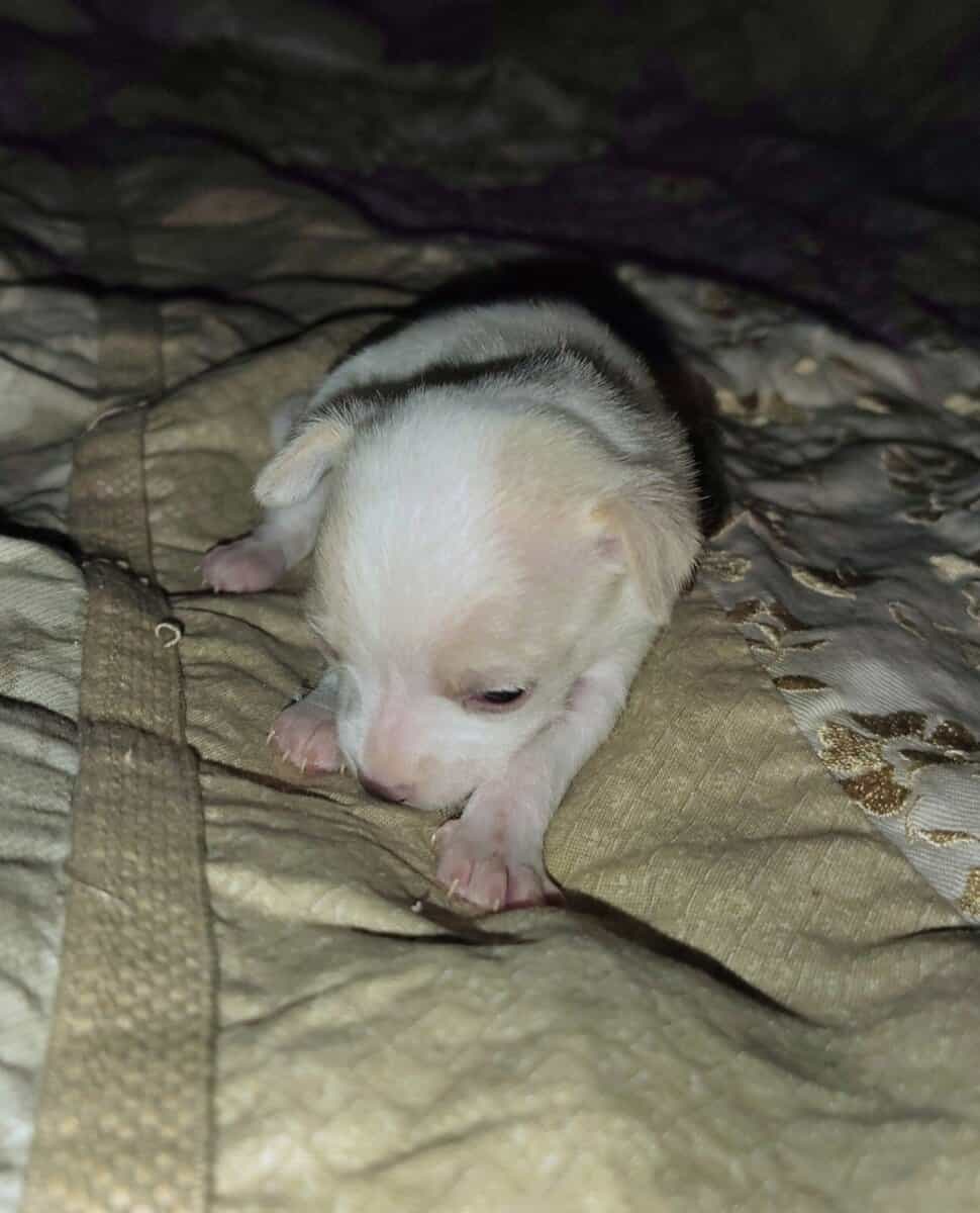 100% Pure Breed Chihuahua Puppies For Sale image 6