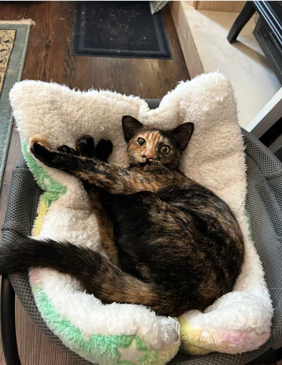 Beautiful cat image 1