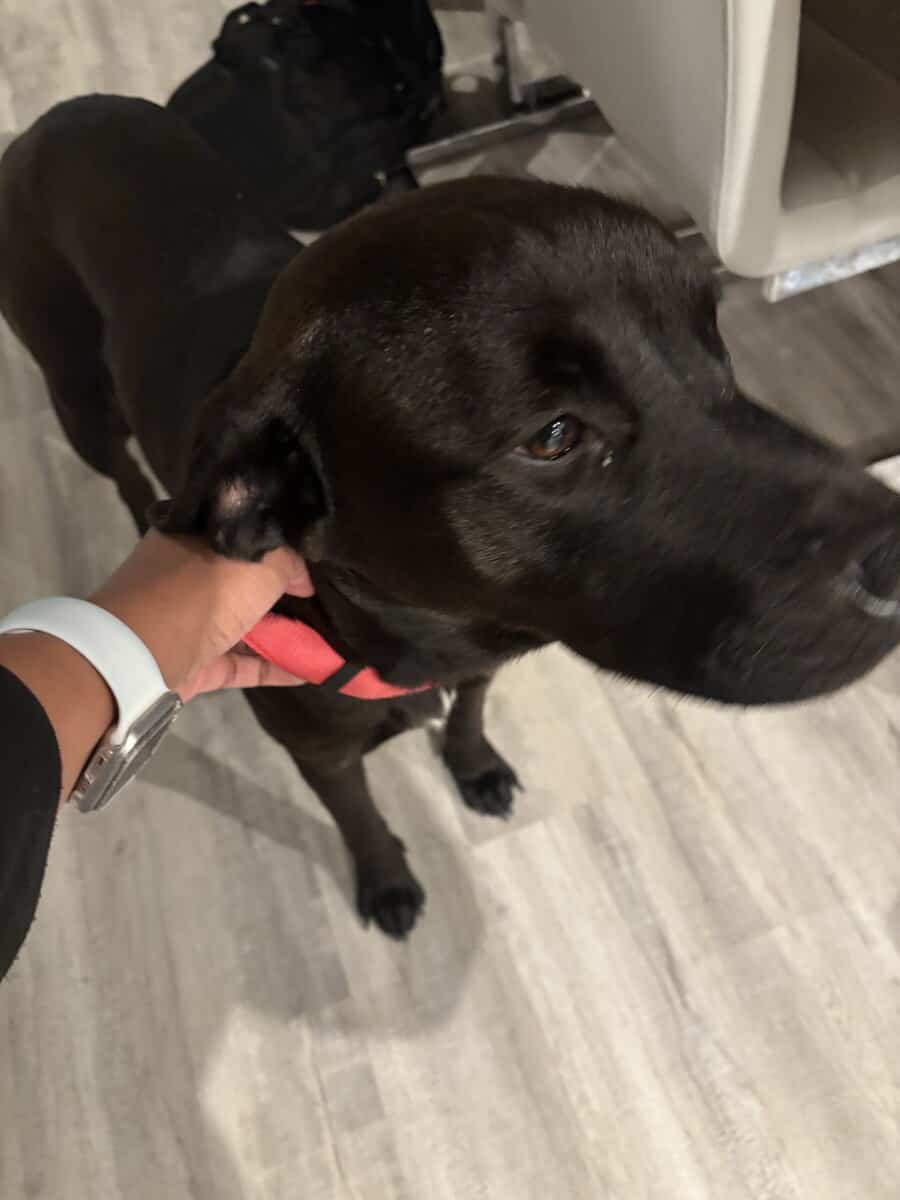 Sweetheart Nala!! 1.5 yr old Black Lab image 1