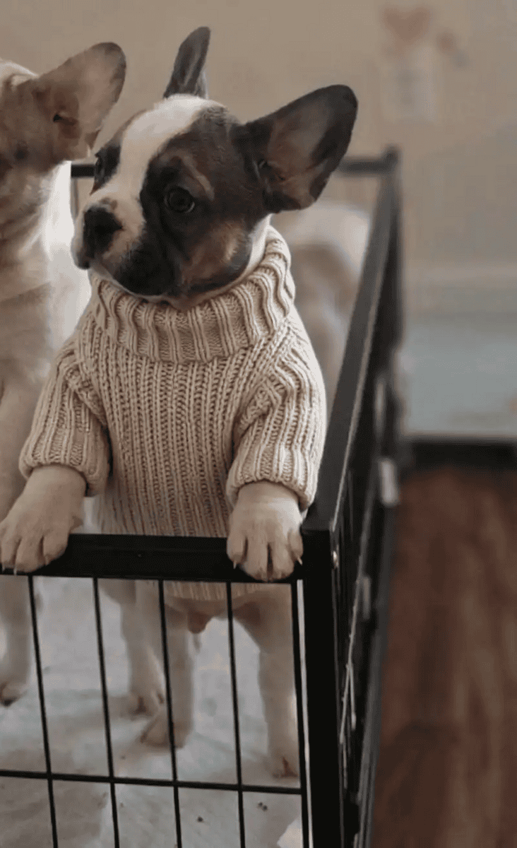 French bulldog puppies image 1