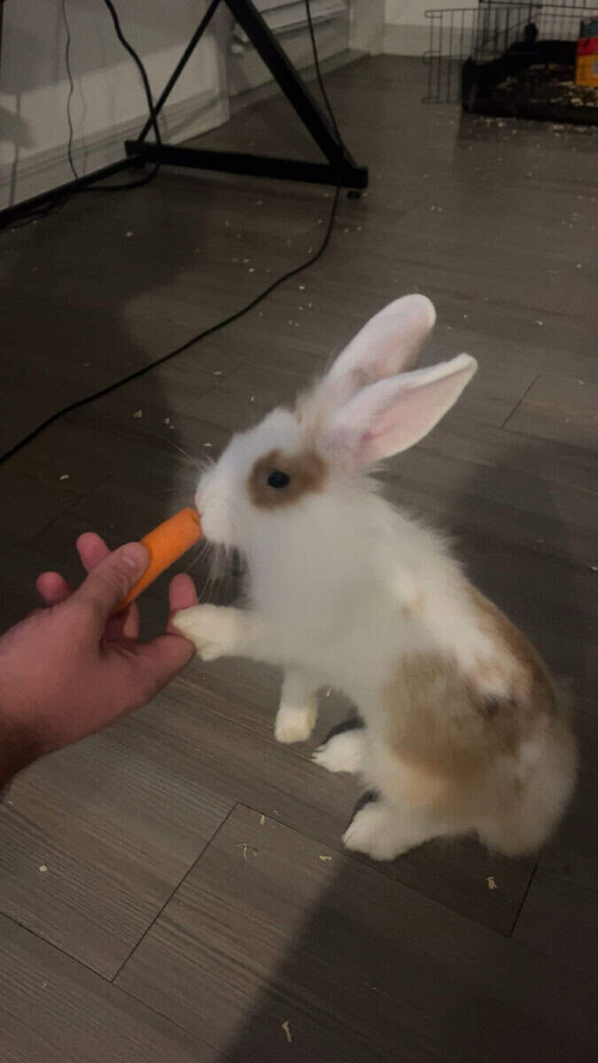 Bunny!! image 2