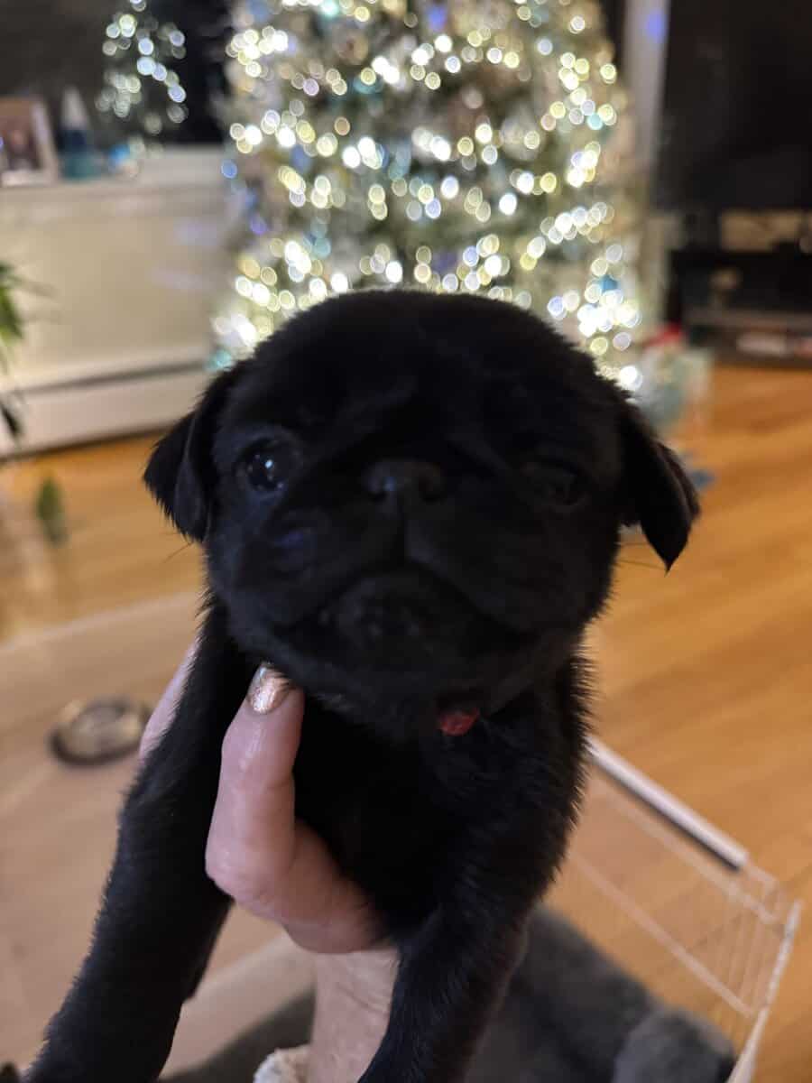 BLACK FEMALE PUG PUPPIES NEAR BOSTON image 7