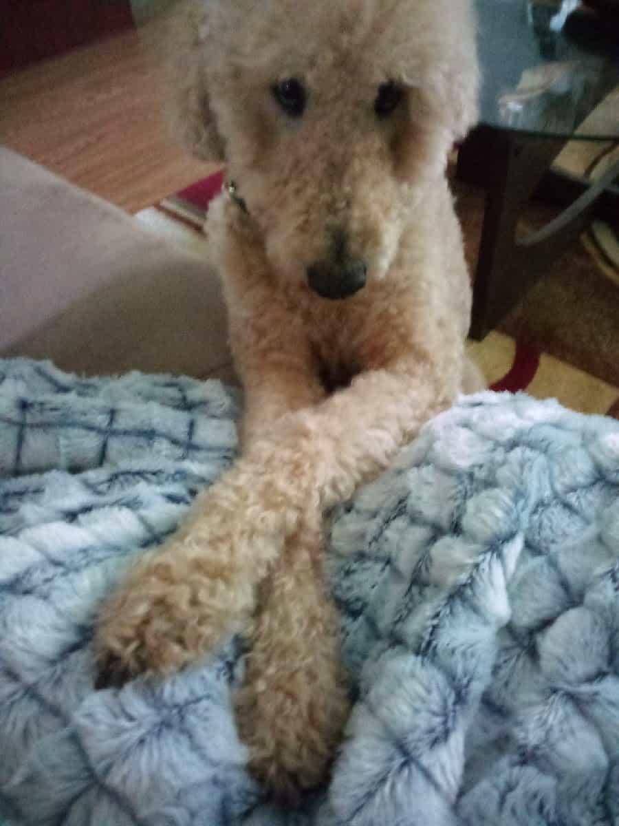 Goldendoodle Needing Loving Home image 3