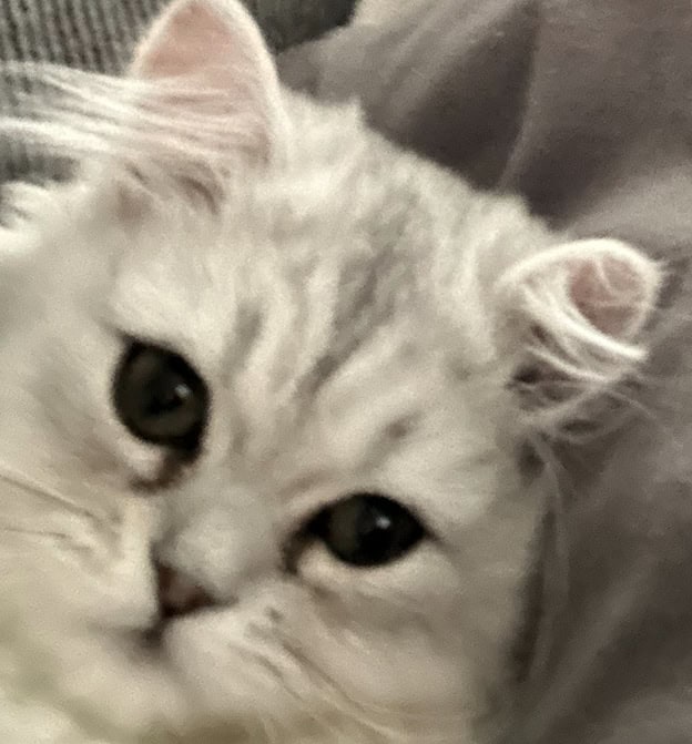 Two cats female and male 6 months old Persian image 1