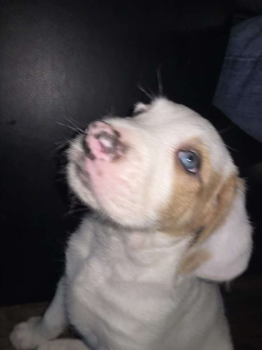 Christmas puppies 5 American bulldog st Bernice mi image 9