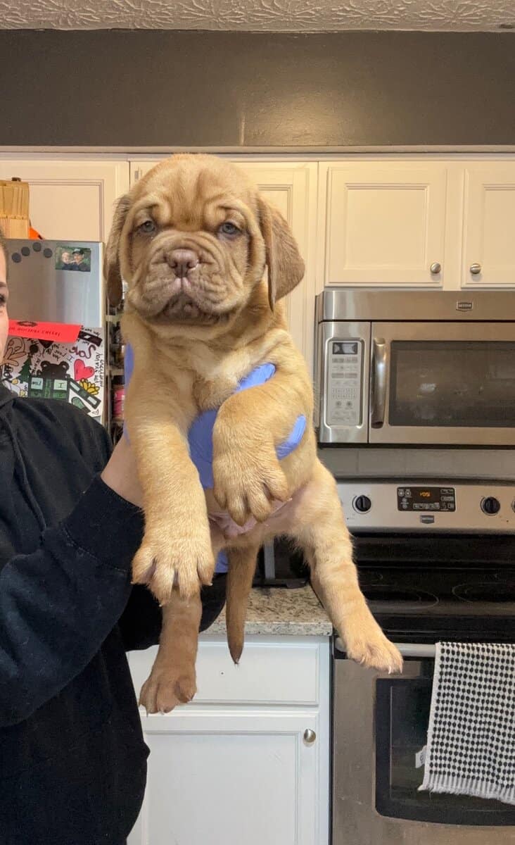 Champ BL/ 8 week old Dogue De Bordeaux pups image 5
