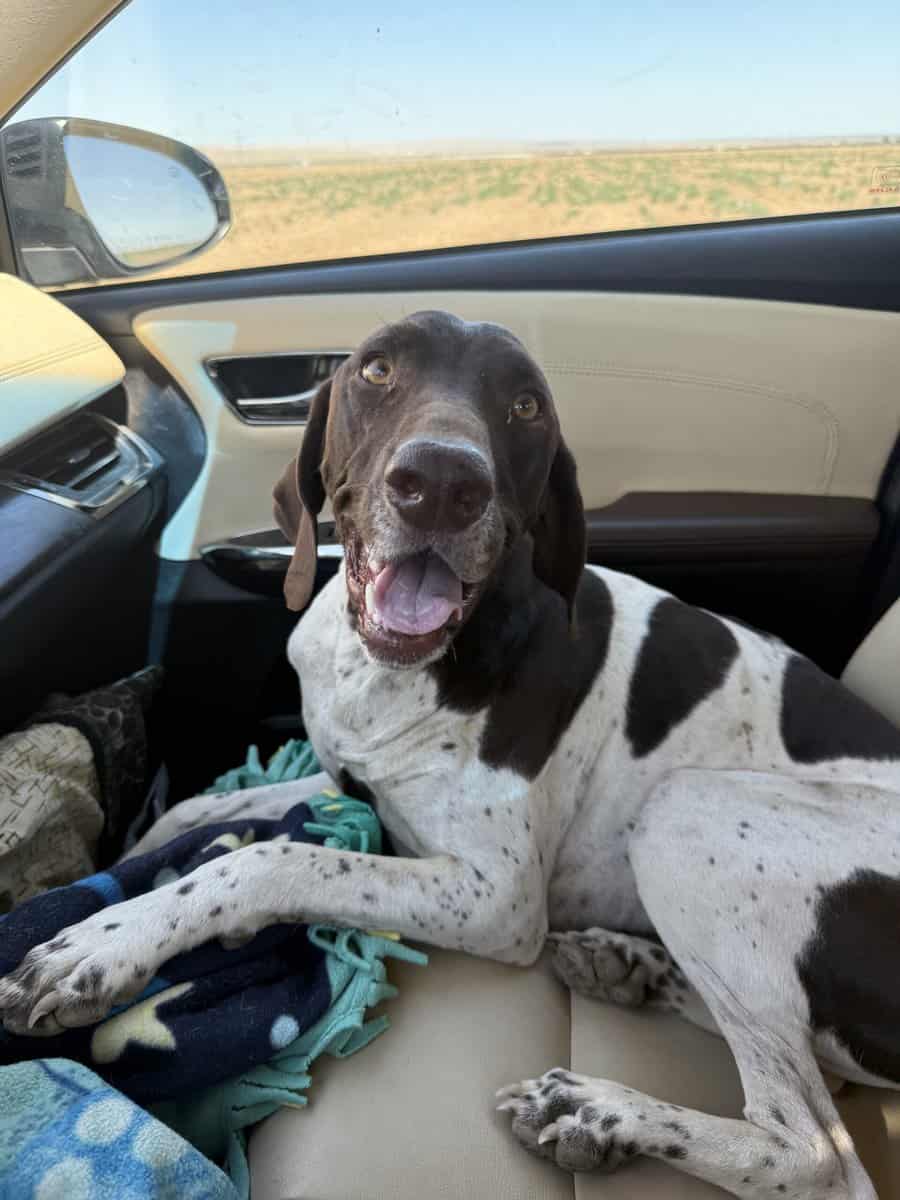 German shorthaired Pointer image 1