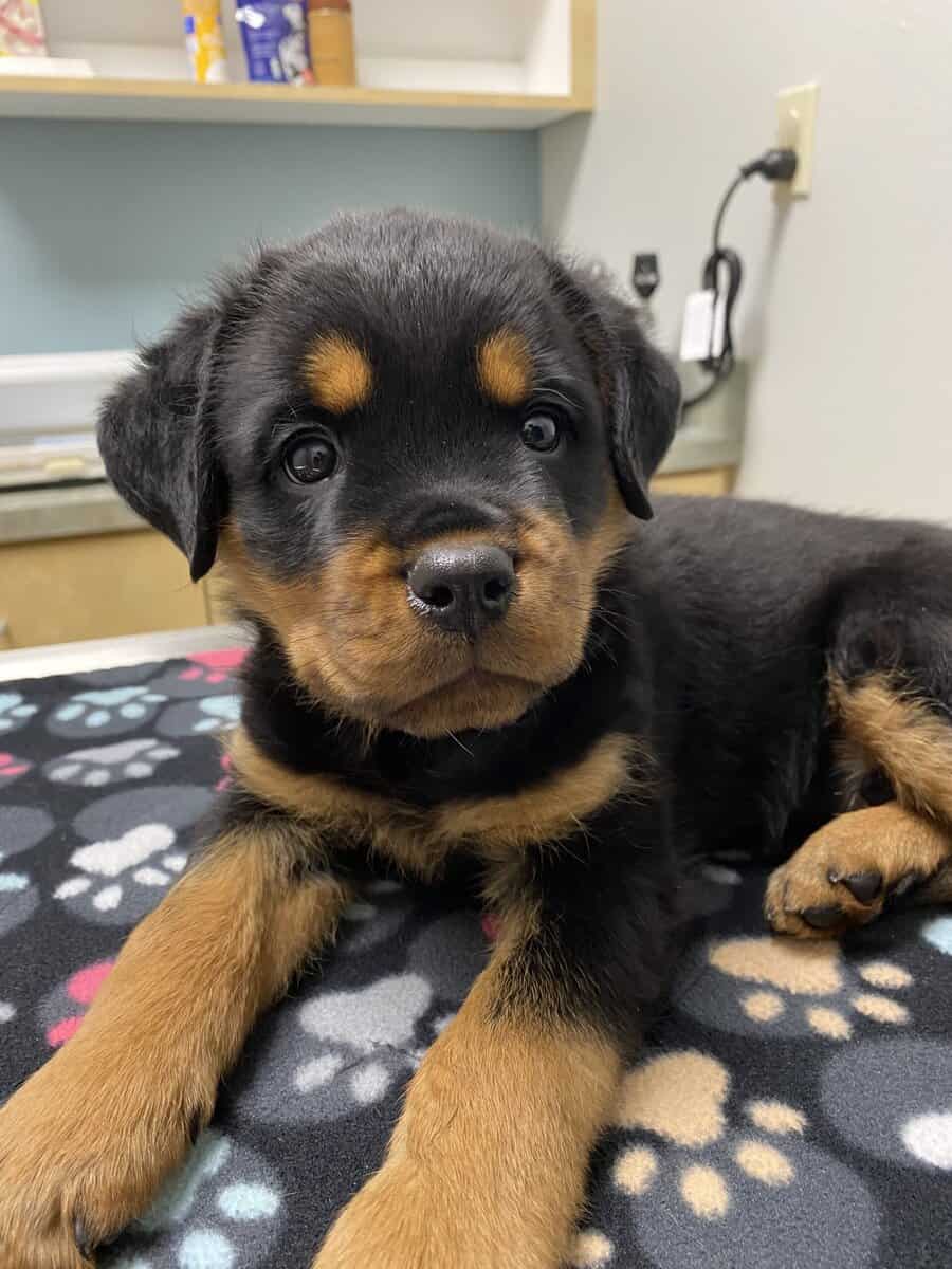 Rottweiler Puppies image 2