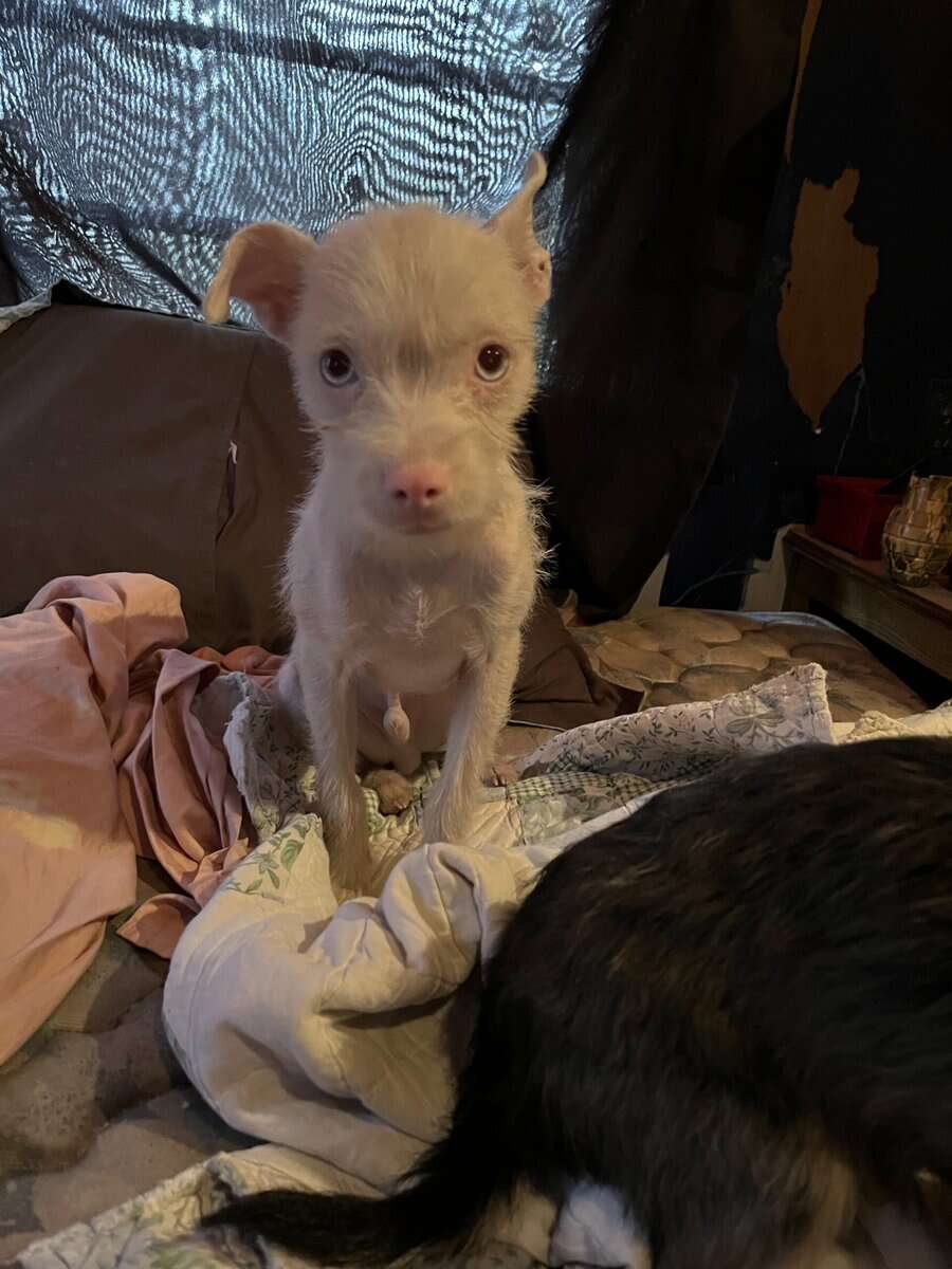 Albino male Chihuahua image 1