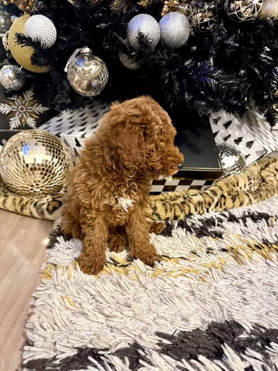 MINI POODLE PUPPY image 7