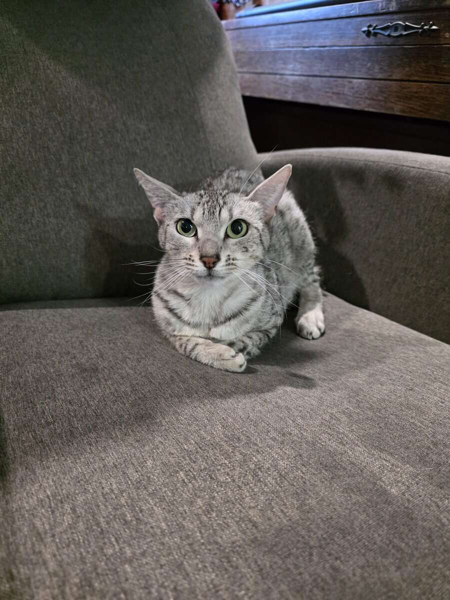 Unaltered Female Egyptian Mau Cat 3 Yrs old image 3