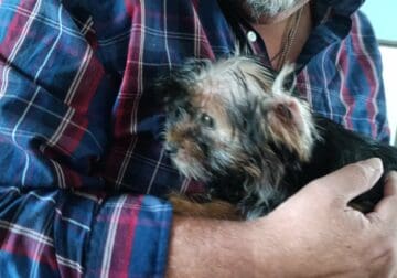 Shorkie puppies. 2 boys, 1 girl