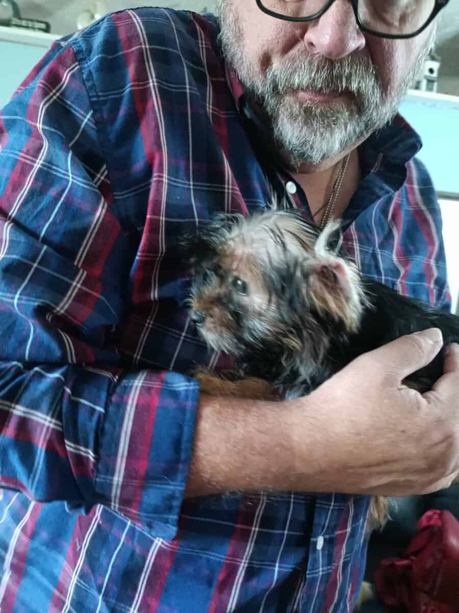 Shorkie puppies. 2 boys, 1 girl image 1