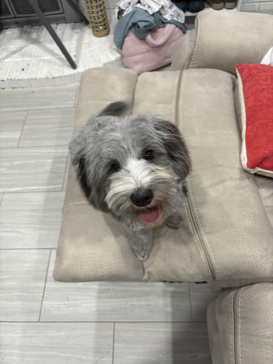 6 mo old pup - Benie image 1