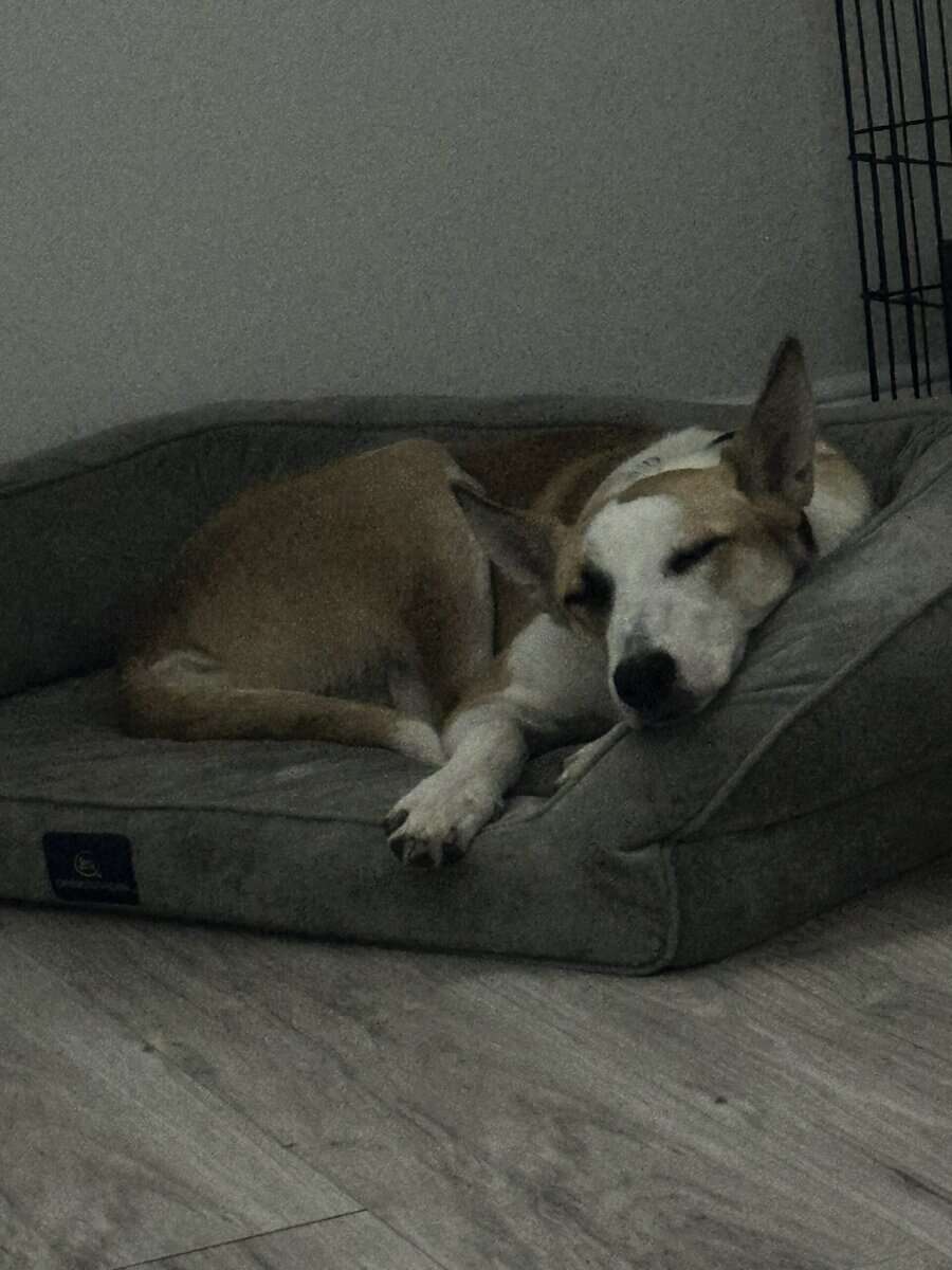 Rehoming female dog image 3