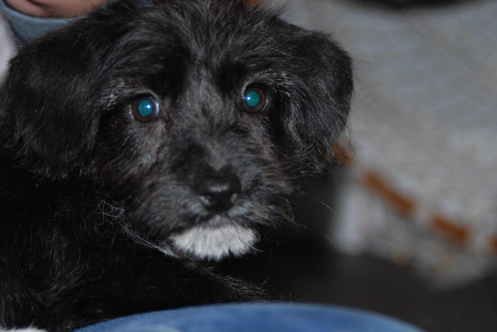 🐶 Puppies Looking for Good Homes 🐶 image 6