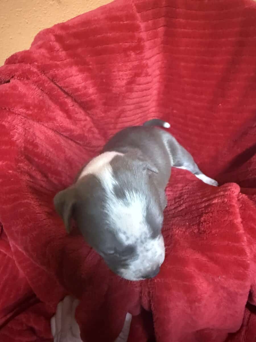 Bully’s image 9