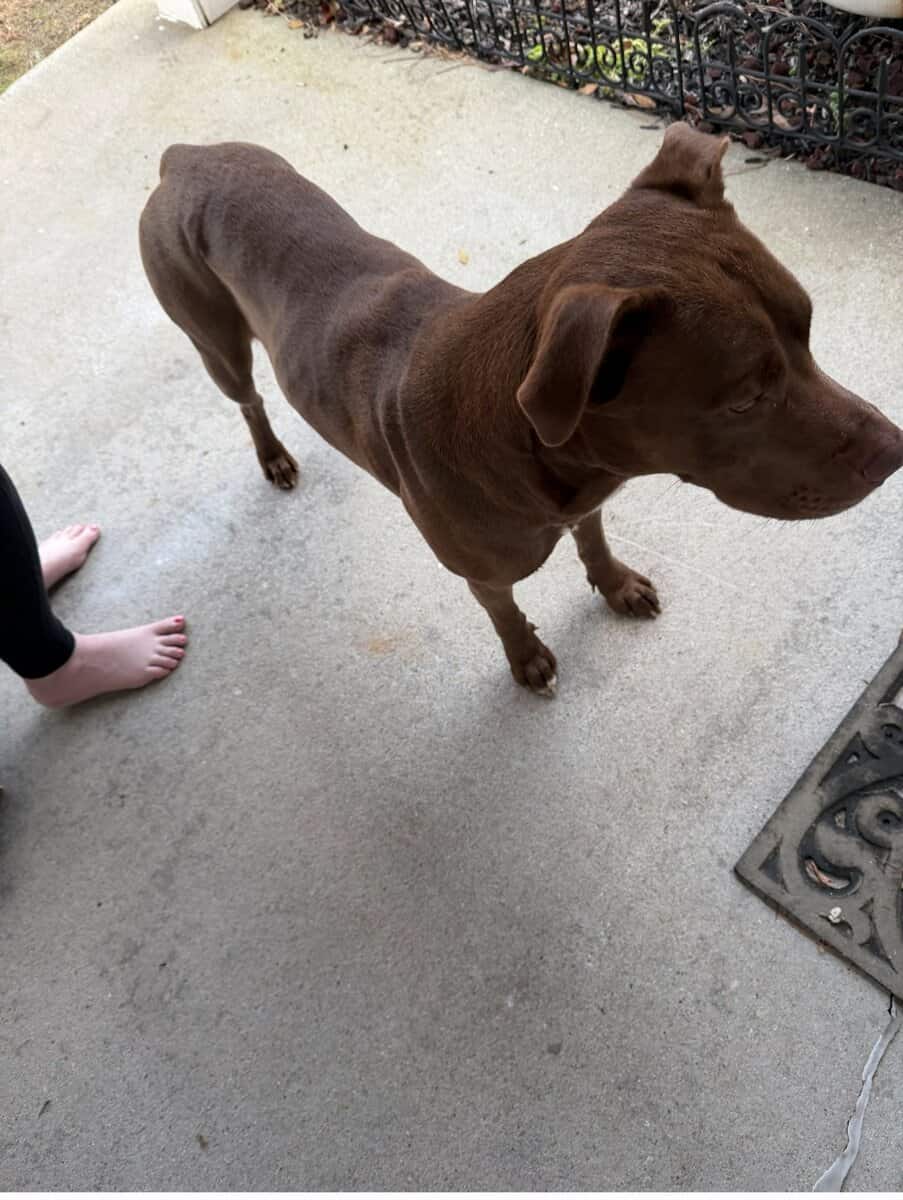 RE-HoME MEDIUM Brown Dog image 2