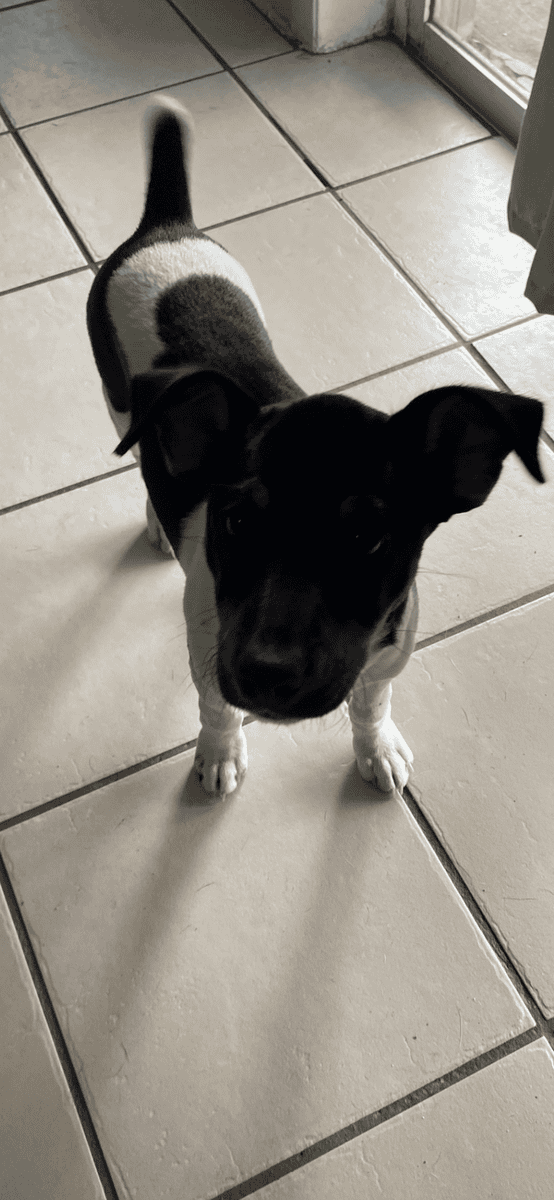 Male Rat Terrier image 3