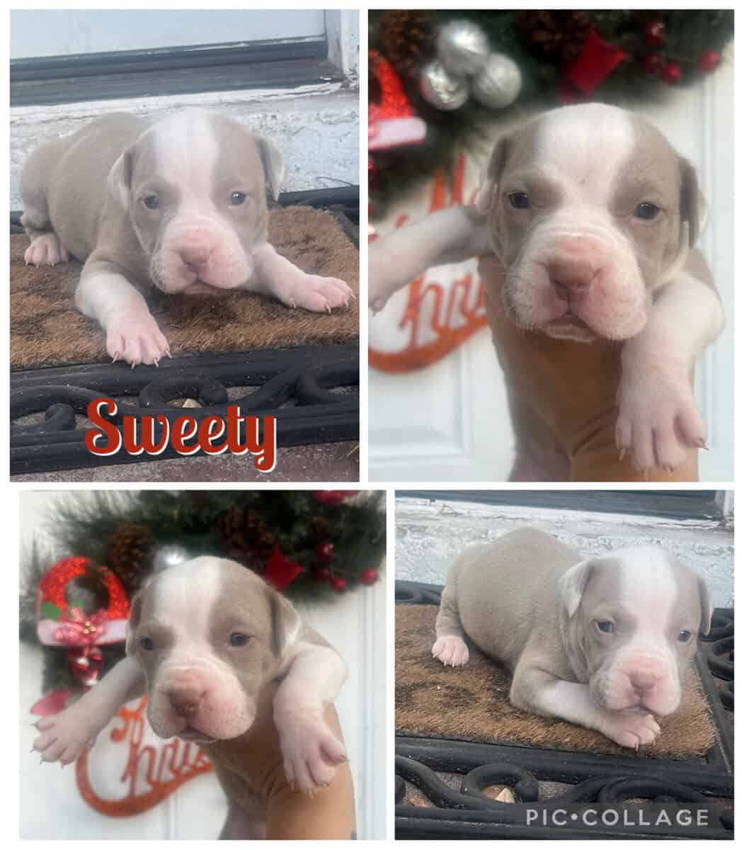 Bully puppies image 1