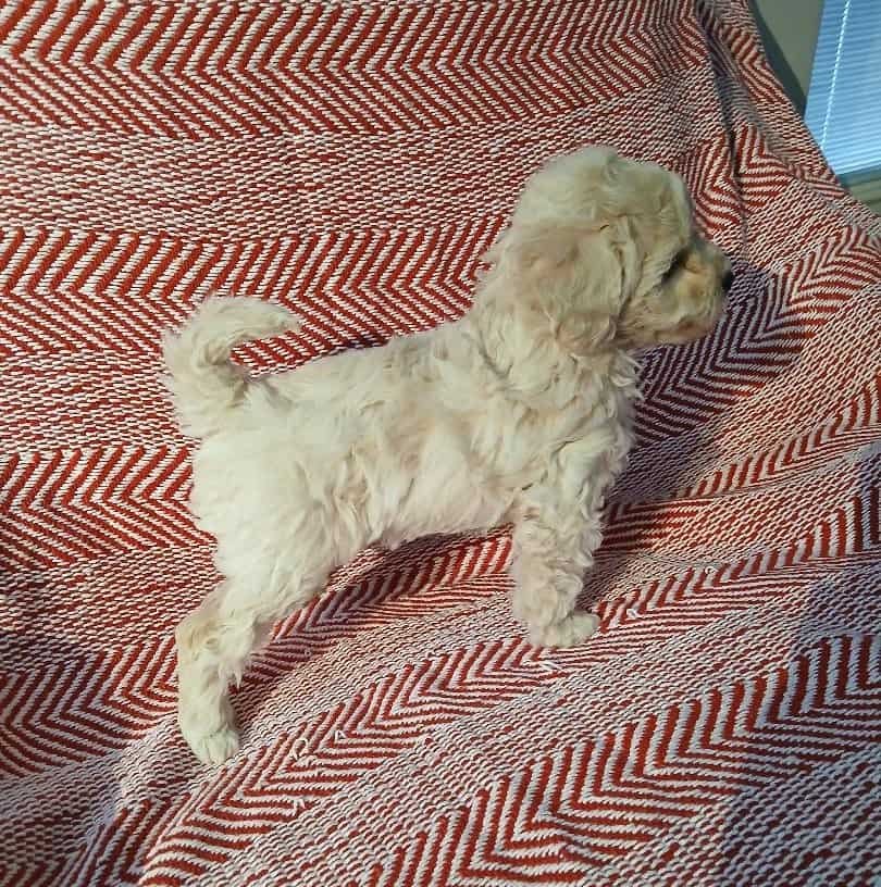 Toy Poodle image 4