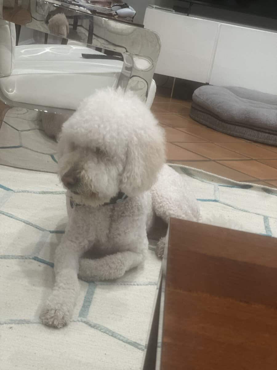 Golden doodle image 3