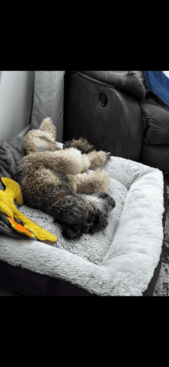 Female Poodle image 3