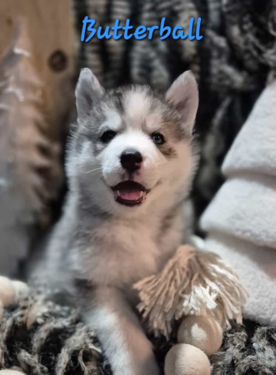 Full-blooded Siberian husky puppies image 4