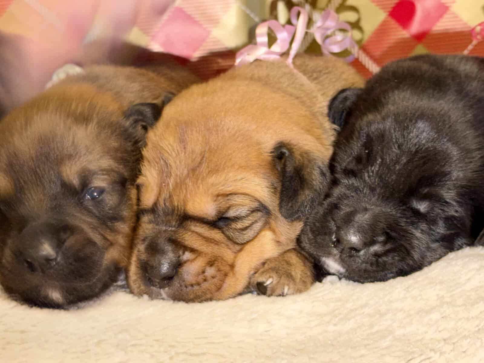 Rottweiler/Boxer puppies image 3
