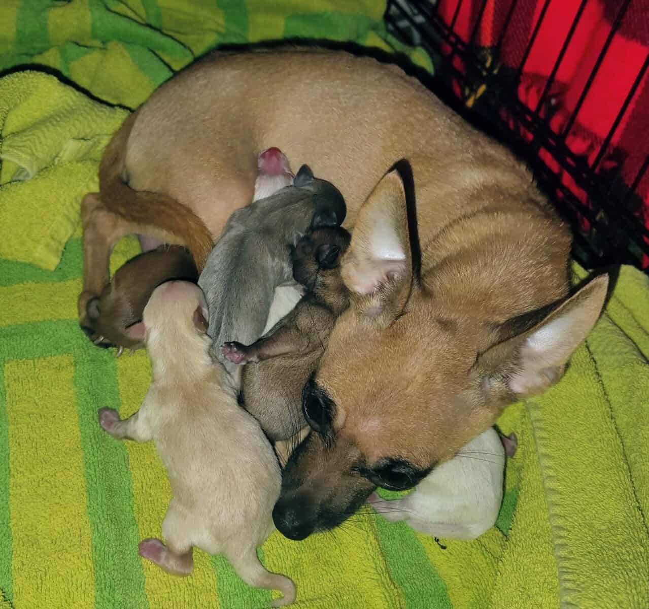 100% Pure Breed Chihuahua Puppies For Sale image 5